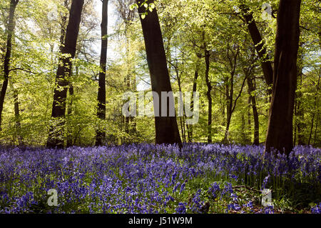 Bluebells in Lewknor Nature Reserve, Oxfordshire, England, UK Banque D'Images