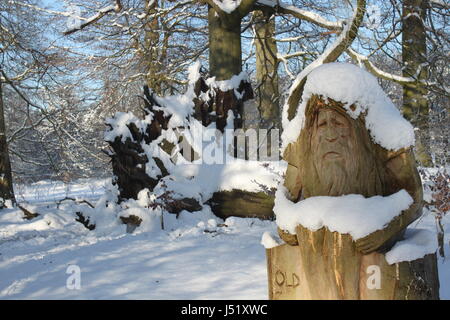 Arbre sculpté dans le vieil homme, comme de vieux père temps recouverts de neige en Dunham Massey avec arbre couvert de neige paysage behin Banque D'Images