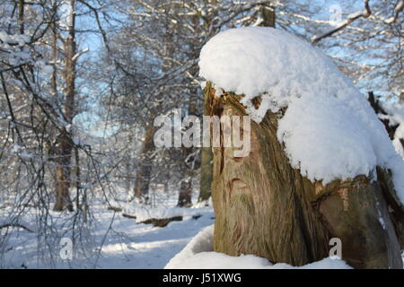 Arbre sculpté dans le vieil homme, comme de vieux père temps recouverts de neige en Dunham Massey avec arbre couvert de neige paysage behin Banque D'Images