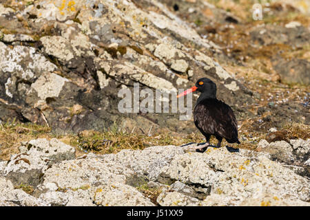 (Huîtrier Haematopus bachmani) qui se nourrissent de rock en delta de la rivière Copper dans le sud de l'Alaska. Banque D'Images