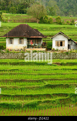 Campagne de l'Indonésie à l'Ouest l'île de Sumatra, près de la ville de Bukittinggi resort Banque D'Images