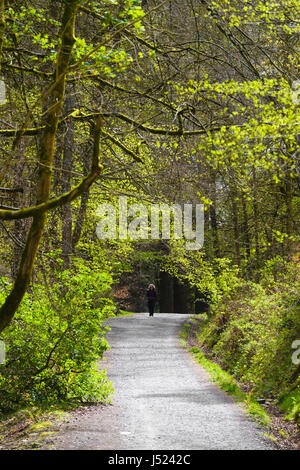 Rambler solitaire marche sur une journée ensoleillée au printemps le long d'un chemin forestiers au bord de la rive ouest du lac Windermere, Lake District, Cumbria, Angleterre. Banque D'Images