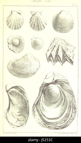 Cette image, tirée de la page 19 de 'A Supplement to the Geology of Weymouth and the Isle of Portland', montre une plaque lithographique représentant des fossiles. Le travail comprend des illustrations scientifiques détaillées de fossiles trouvés dans la région. Banque D'Images