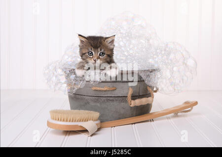 Chaton dans la bassine de pistes damées par Bubble Bath Banque D'Images
