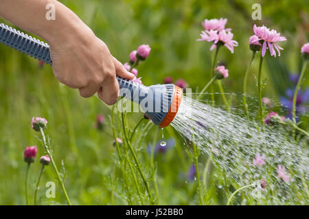 Arrosage des fleurs à la main avec d'arrosage dans le jardin Banque D'Images