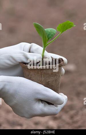 Mains de jardinier dans les plantules de concombre holding gants prêt à la plantation Banque D'Images