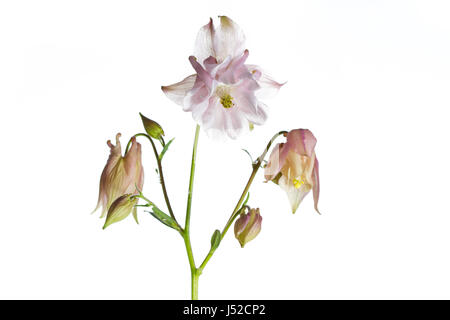 Aquiliegia (Columbine) fleur photographié sur un fond blanc pour créer des images clés cut out Banque D'Images