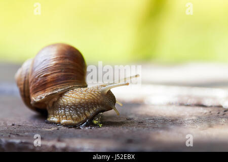 Escargot de Bourgogne (Helix pomatia, escargot romain, escargots, les escargots) en se déplaçant sur la surface en bois. Copy space Banque D'Images