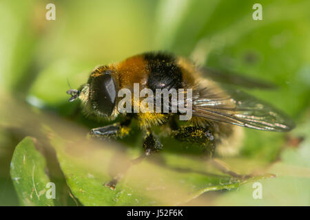 Narcisse mouche (Merodon equestris). Bourdon velu imiter dans la famille, sous-famille des Syrphidae, Merodontini alias grand Narcisse Fly Banque D'Images