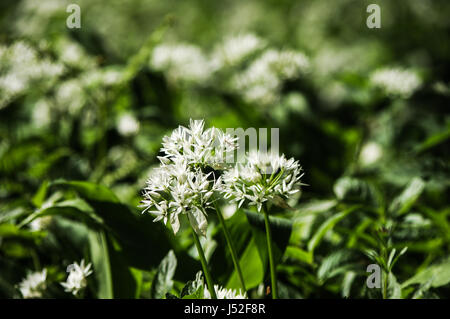 L'ail des bois en croissance - West Sussex, UK Banque D'Images