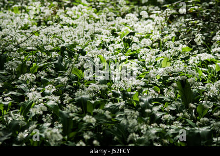 L'ail des bois en croissance - West Sussex, UK Banque D'Images