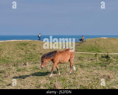 Poneys New Forest sur Cissbury Ring dans le parc national des South Downs. Banque D'Images