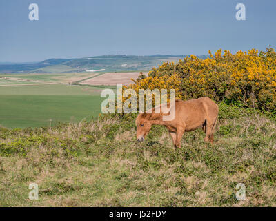 Poneys New Forest sur Cissbury Ring dans le parc national des South Downs. Banque D'Images