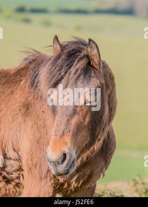 Poneys New Forest sur Cissbury Ring dans le parc national des South Downs. Banque D'Images