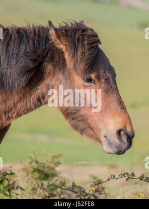 Une nouvelle forêt pony sur Cissbury Ring dans le parc national des South Downs. Banque D'Images