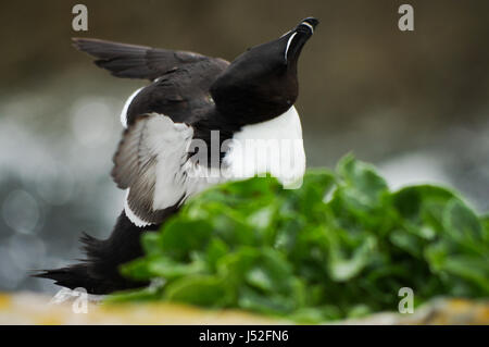 Petit pingouin ébouriffant ses plumes - Îles Saltee, Irlande Banque D'Images