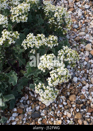 Kale mer croissant sur une plage de galets Banque D'Images