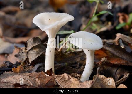 Snowy waxcap champignons (Hygrocybe virginea) sur le floot, LWT Lower Woods réserver, Gloucestershire, Royaume-Uni, novembre. Banque D'Images