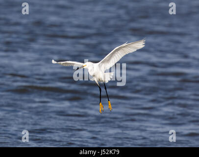 Aigrette neigeuse (Egretta thula) l'atterrissage. Banque D'Images