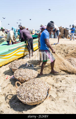 Les pêcheurs décharger leurs prises sur la plage de Negombo, Sri Lanka Banque D'Images