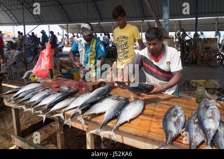 Marchands de poissons sur le marché aux poissons de Negombo, Sri Lanka Banque D'Images