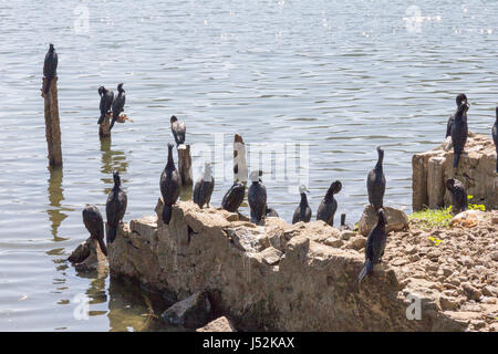 Un troupeau de cormorans sur le lac en Kany, Sri Lanka Banque D'Images