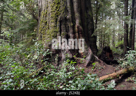 Un géant, noueux en cèdre rouge de l'Avatar Grove, une forêt ancienne de l'île de Vancouver, Colombie-Britannique, Canada. Banque D'Images