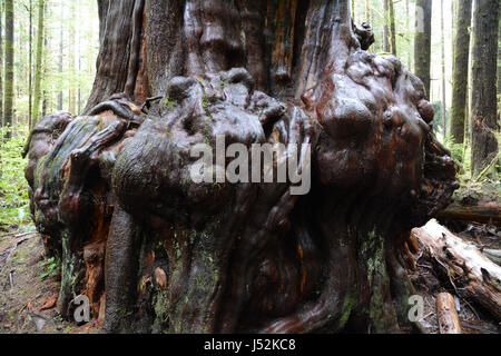 Un géant, noueux en cèdre rouge de l'Avatar Grove, une forêt ancienne de l'île de Vancouver, Colombie-Britannique, Canada. Banque D'Images