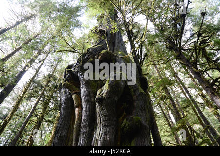 Un géant, noueux en cèdre rouge de l'Avatar Grove, une forêt ancienne de l'île de Vancouver, Colombie-Britannique, Canada. Banque D'Images