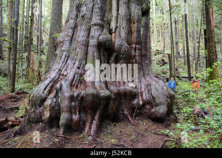 Un géant, noueux en cèdre rouge de l'Avatar Grove, une forêt ancienne de l'île de Vancouver, Colombie-Britannique, Canada. Banque D'Images