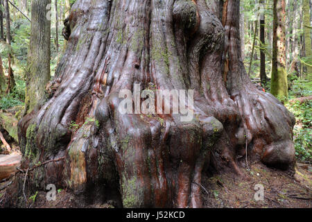 Un géant, noueux en cèdre rouge de l'Avatar Grove, une forêt ancienne de l'île de Vancouver, Colombie-Britannique, Canada. Banque D'Images