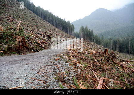 Un chemin d'exploitation et d'une coupe à blanc de la forêt tropicale, près de la ville de Port Renfrew, l'île de Vancouver, Colombie-Britannique, Canada. Banque D'Images