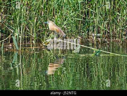 Crabier chevelu ardeola ralloides perché sur une tige d'herbe reed avec réflexion sur l'eau de la rivière Banque D'Images