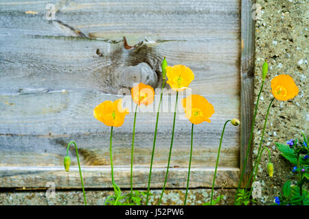 Welsh poppy jaune oranger au printemps au Royaume-Uni Banque D'Images