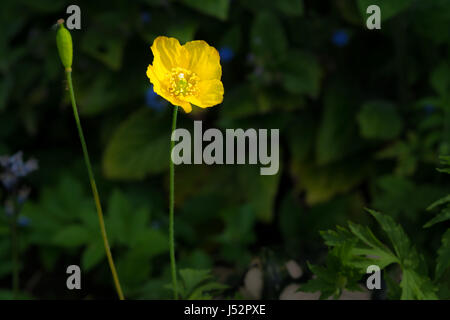 Welsh poppy jaune oranger au printemps au Royaume-Uni Banque D'Images