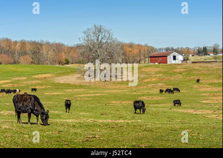 Ferme rurale dans la campagne du Maryland avec des vaches qui paissent dans le domaine et red barn Banque D'Images