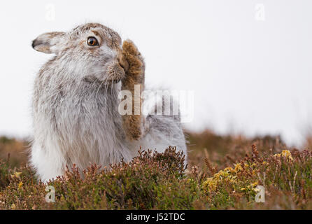 Lièvre variable (Lepus timidus) toilettage Banque D'Images