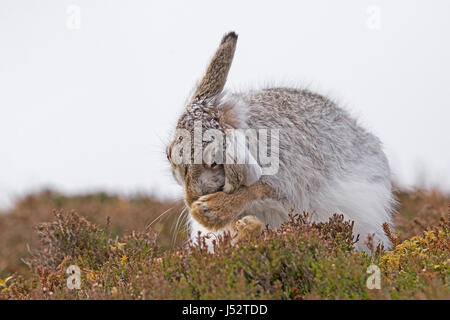 Lièvre variable (Lepus timidus) toilettage Banque D'Images