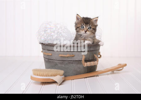 Chaton dans la bassine de pistes damées par Bubble Bath Banque D'Images