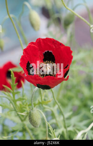 Papaver commutatum. Coccinelle coquelicot. UK Banque D'Images