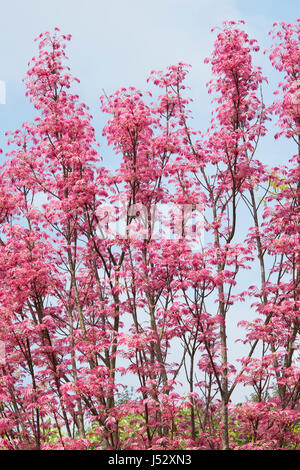 Toona sinensis 'Flamingo'. Acajou chinois 'Flamingo' arbre à feuilles rose au printemps Banque D'Images