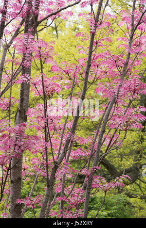 Toona sinensis 'Flamingo'. Acajou chinois 'Flamingo' arbre à feuilles rose au printemps Banque D'Images