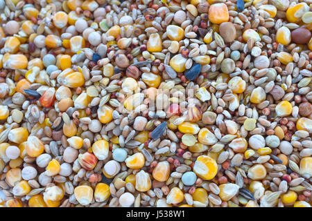 L'alimentation des oiseaux une variété de millet, graines de tournesol, maïs concassé et d'autres graines utilisées comme aliments pour oiseaux. Banque D'Images