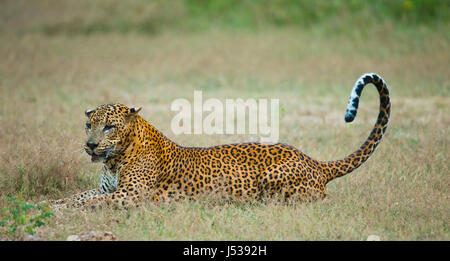 Léopard allongé sur l'herbe. Sri Lanka. Banque D'Images