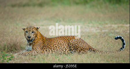 Léopard allongé sur l'herbe. Sri Lanka. Banque D'Images