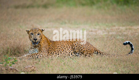 Léopard allongé sur l'herbe. Sri Lanka. Banque D'Images