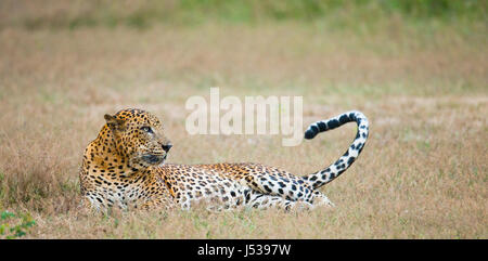 Léopard allongé sur l'herbe. Sri Lanka. Banque D'Images