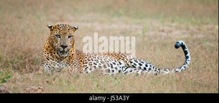 Léopard allongé sur l'herbe. Sri Lanka. Banque D'Images