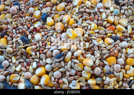 L'alimentation des oiseaux une variété de millet, graines de tournesol, maïs concassé et d'autres graines utilisées comme aliments pour oiseaux. Banque D'Images