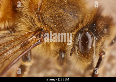 Et des yeux d'une aile d'Abeille Travail macro extrême close up Banque D'Images